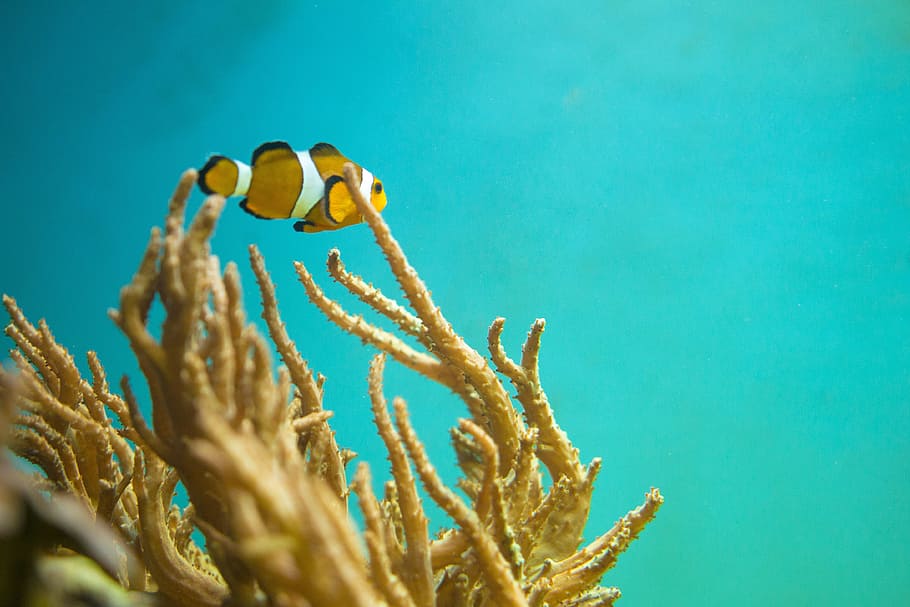 clown fish swimming near coral, nemo, underwater, sea, marine HD wallpaper