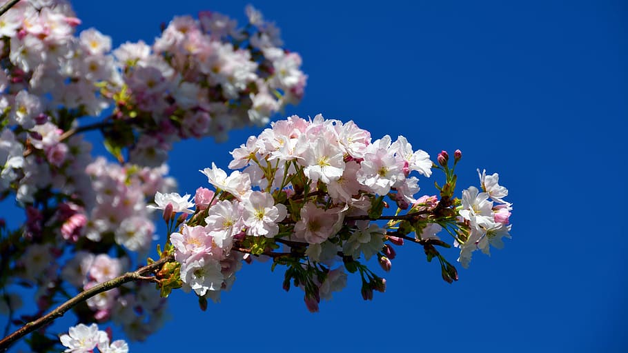 cherry, tree, blossom, bloom, nature, summer, floral, petal HD wallpaper