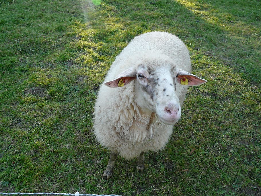 Sheep, View, Curious, Pasture, funny, animal, flock, wool, livestock HD wallpaper
