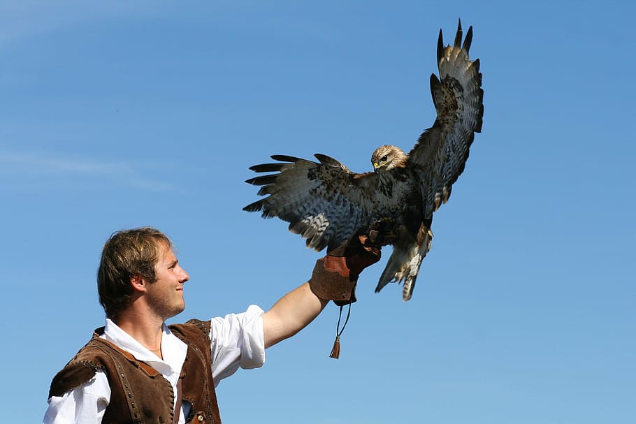falconer, nature, bird, vertebrate, animal wildlife, sky, animals in the wild HD wallpaper