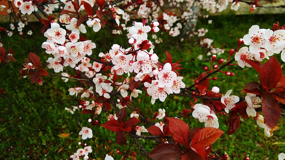 Cherry Blossom, Spring, Natural, nature, flower, plant, flower Head HD wallpaper