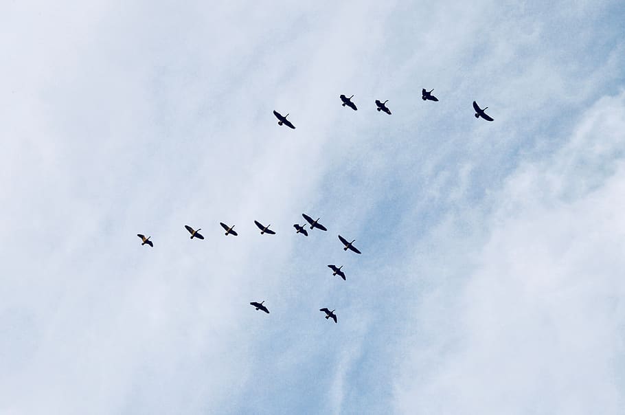 sky, birds, constellation, wing, flying, clouds, pattern, group of animals HD wallpaper