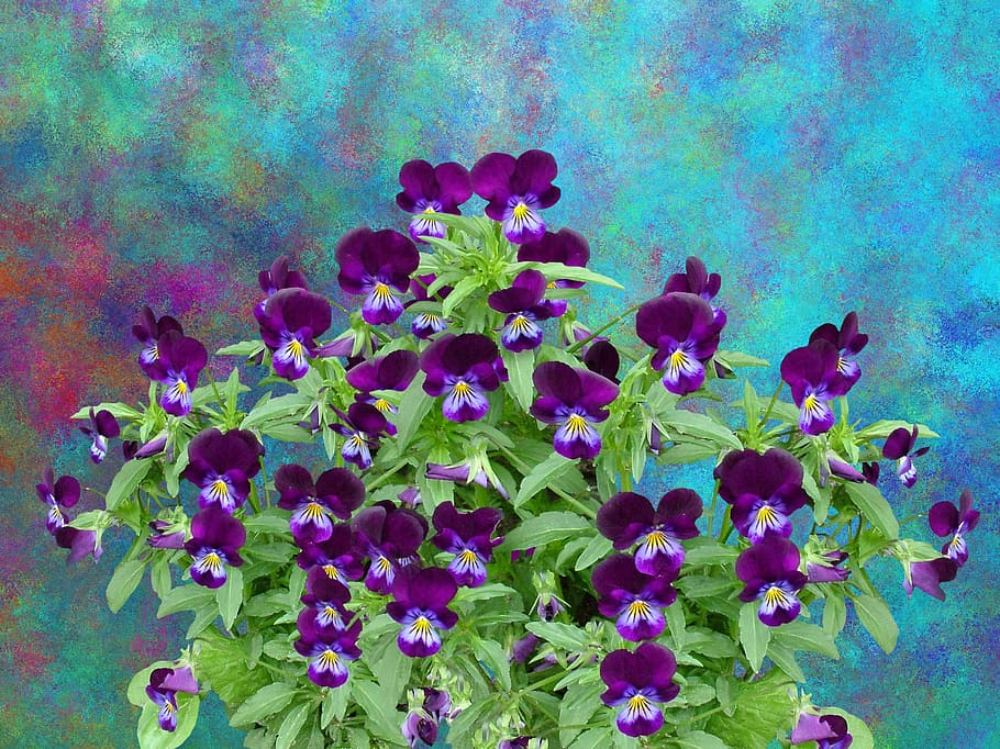 pansy, spring, flower, blossom, bloom, violet, purple, nature HD wallpaper