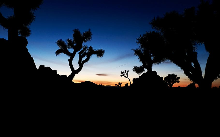 silhouette of trees under blue skies during golden hour, untitled HD wallpaper