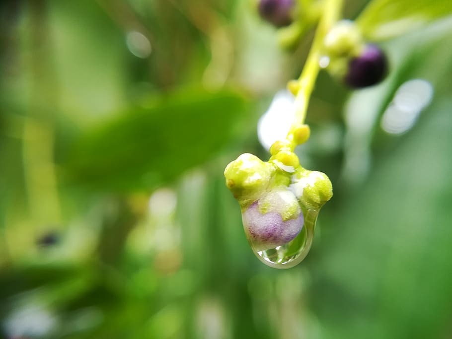 flowers, green, plant, growth, beauty in nature, freshness, HD wallpaper