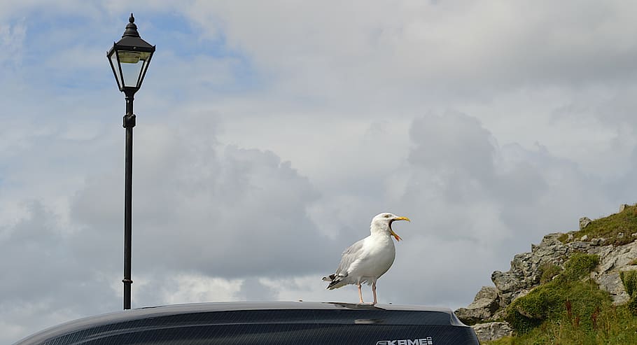 sea gull, bird song, cornwall, lamp post, st ives, calling, HD wallpaper
