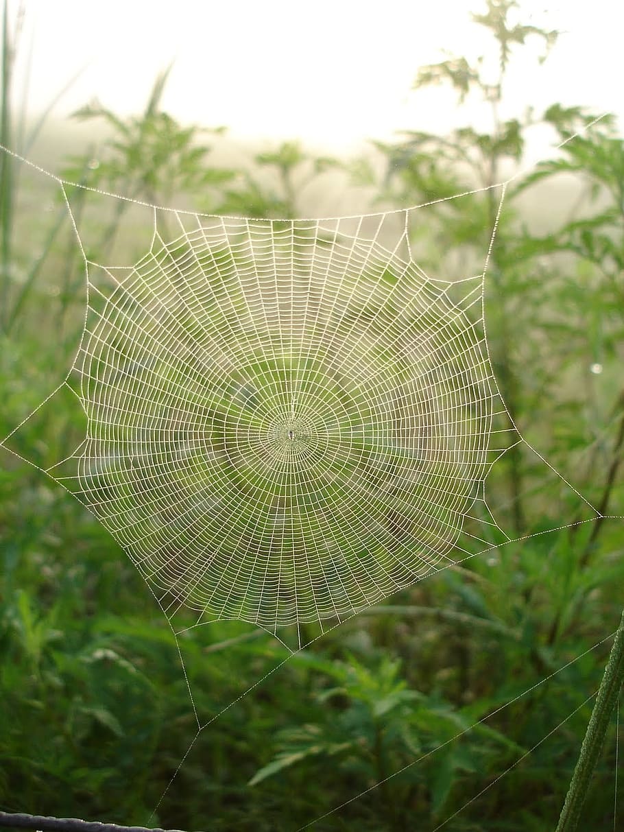 spider, web, dew, grass, green, morning, nature, insect, plant HD wallpaper