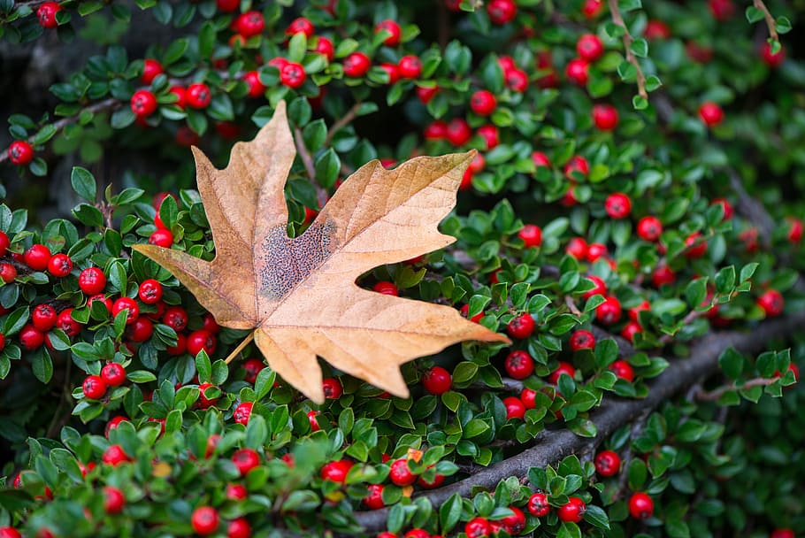 red, berries, leaf, maple leaf, plant part, autumn, nature HD wallpaper