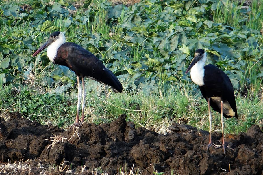 woolly-necked stork, bishop stork, white-necked stork, ciconia episcopus, HD wallpaper