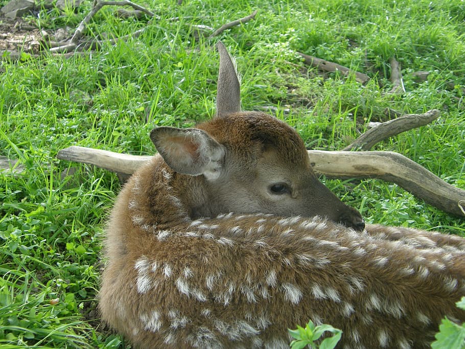 animals, roe deer, bambi, mammal, nature, wildlife, grass, cute HD wallpaper