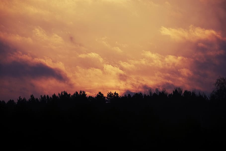sunrise, sky, clouds, trees, silhouette, morning, nature, sunset HD wallpaper