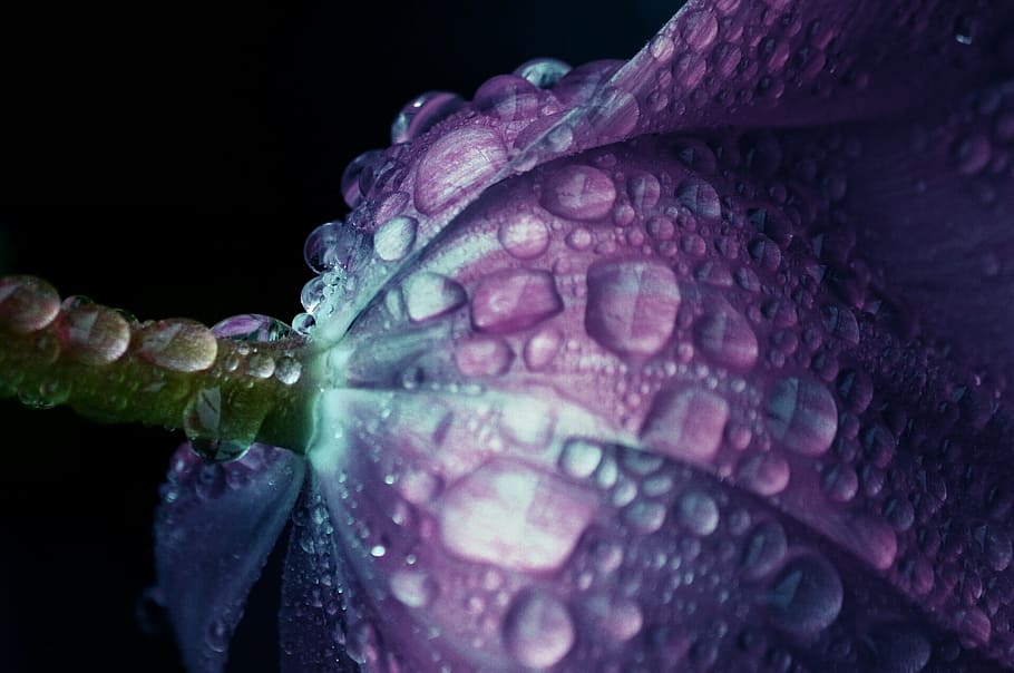 closeup photography of purple petaled flower with water droplets HD wallpaper