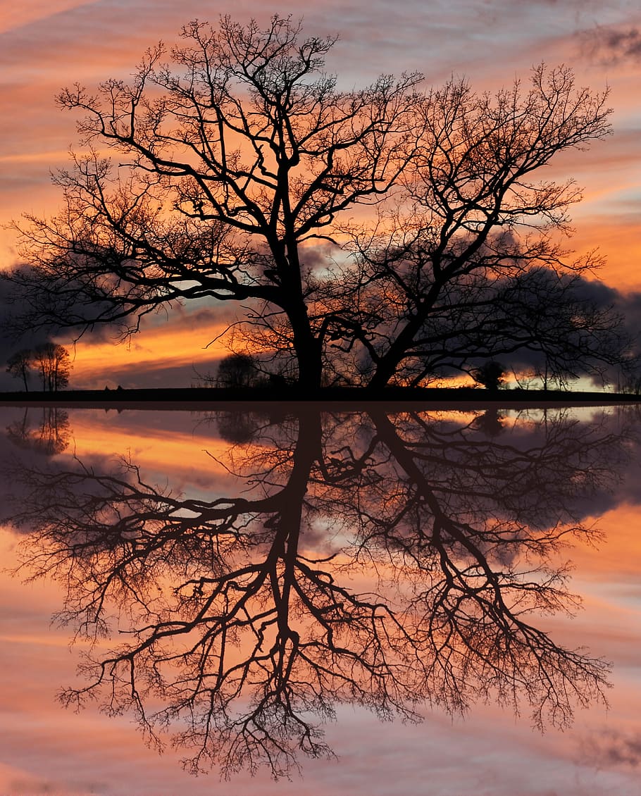 panoramic photo of bare tree silhouette during golden hour HD wallpaper