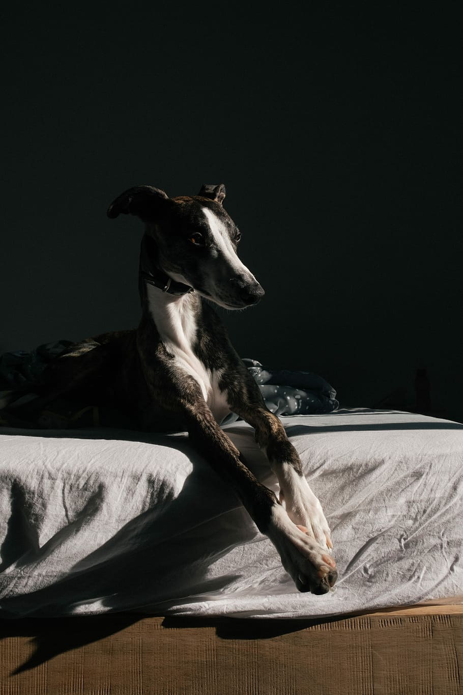 short-coated black and white dog lying on white mattress, gray dog lying on bed