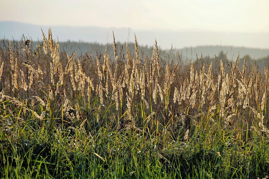 grass, twilight, sunset, klasky, ears of corn, evening, evening sky HD wallpaper