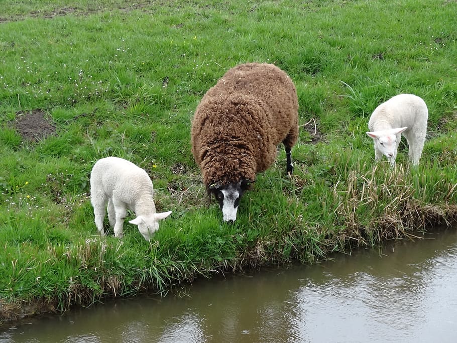 lamb, lambs, sheep, spring, nature, animals, mammals, netherlands HD wallpaper