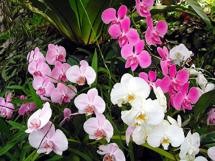 Orchid Flower Plant In Sri Lanka Best Flower Site