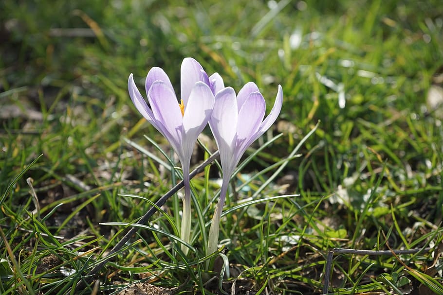 crocus, light purple, flower, spring, bühen, colorful, beautiful HD wallpaper