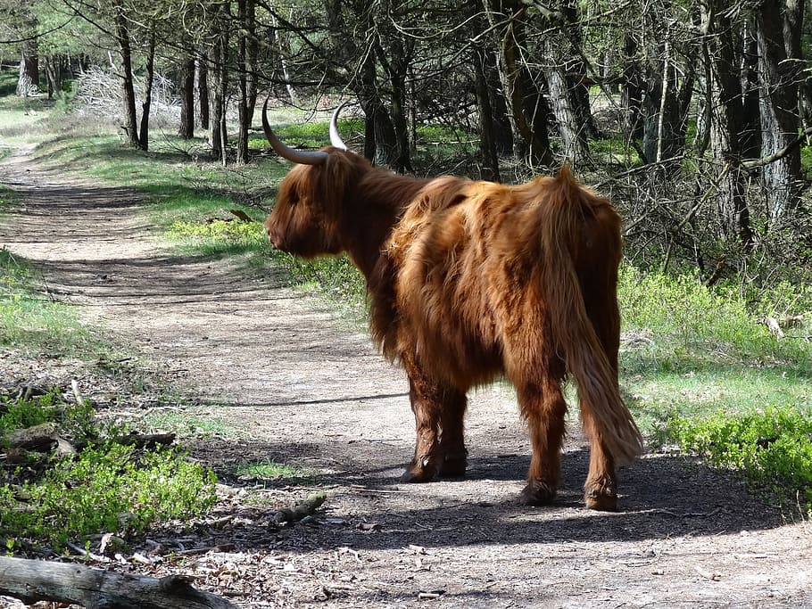 scottish highlander, beef, nature, cows, oxen, landscape, mammal, HD wallpaper