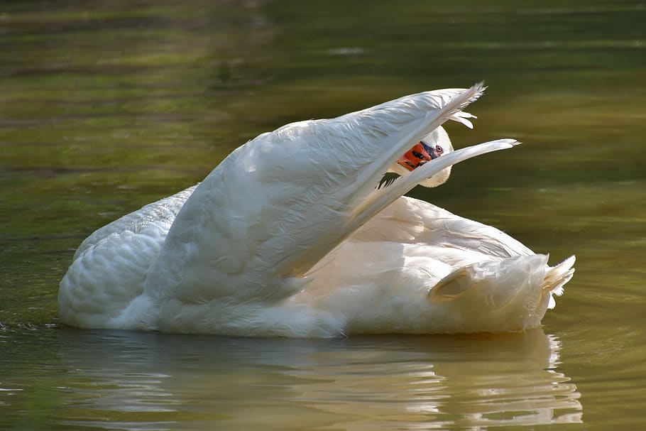swan, white, toilet, plumage, pond, water, bird, lake, animal, HD wallpaper