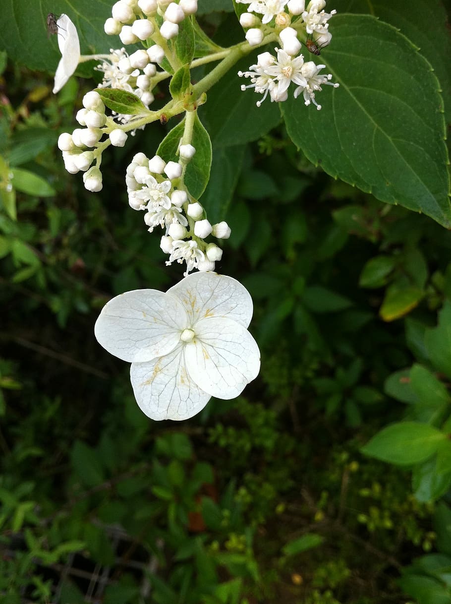 Flowers, Plants, Iphone 4, wildflower, nature, white, white color HD wallpaper