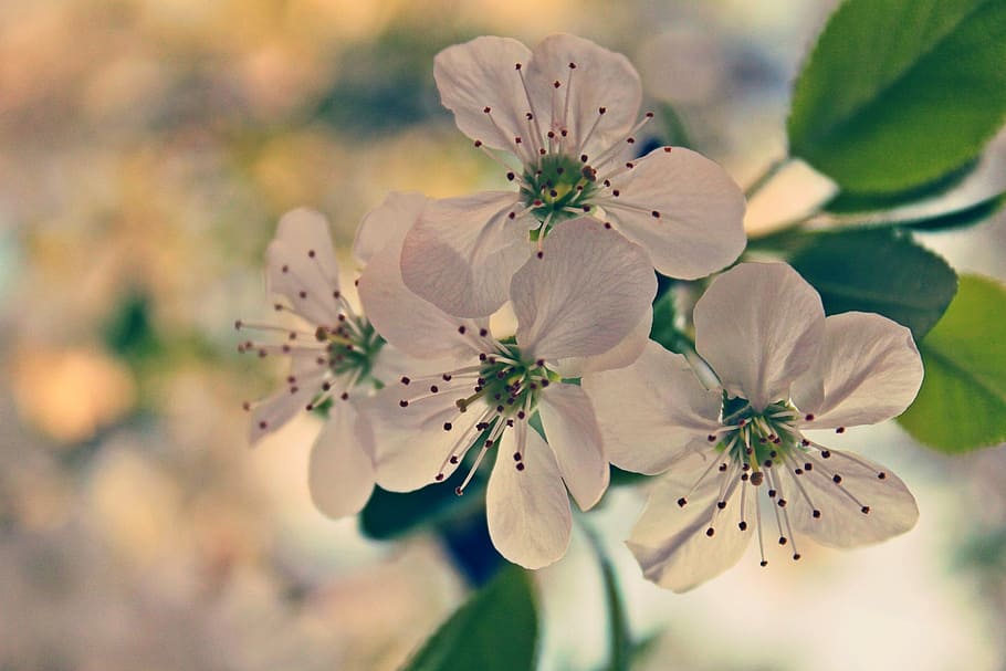 flowers, green, white, nature, beautiful, blossom, colorful HD wallpaper