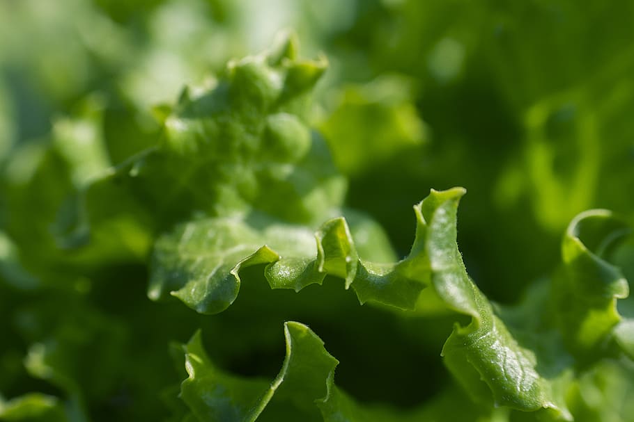 micro photography of green leaf, macro photography of green leaf HD wallpaper
