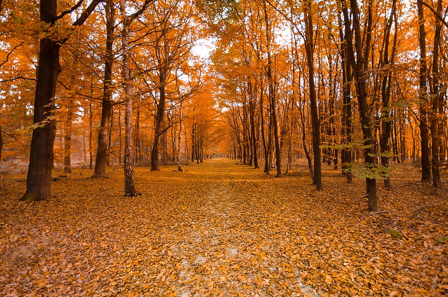 yellow leaf trees taken daytime, forest, autumn, orange, colorful, HD wallpaper