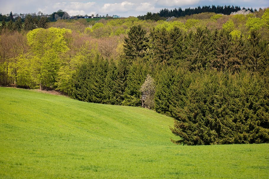 forest, eifel, mixed forest, meadow, pasture, spring, trees HD wallpaper