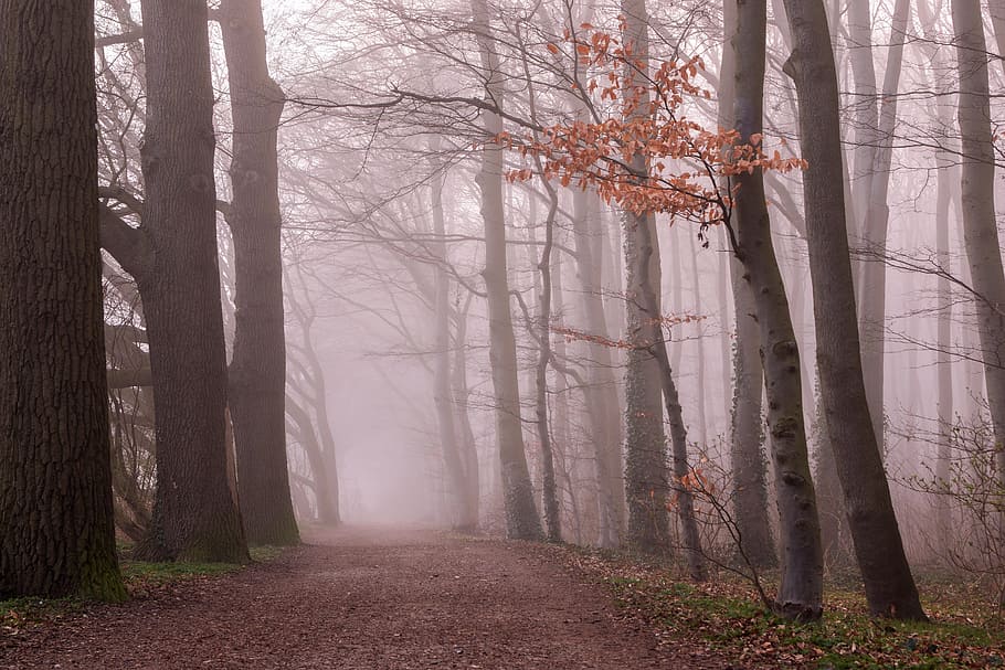 fog, forest, trees, nature, autumn, mood, rising fog, nebellandschaft HD wallpaper
