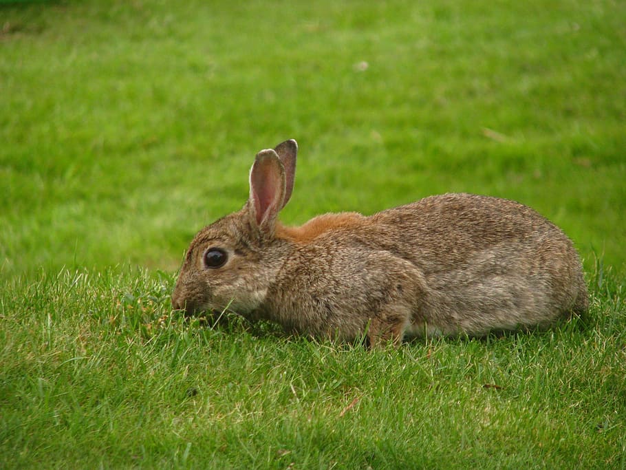 rabbit, meadow, nager, brown, grass, animal themes, one animal HD wallpaper