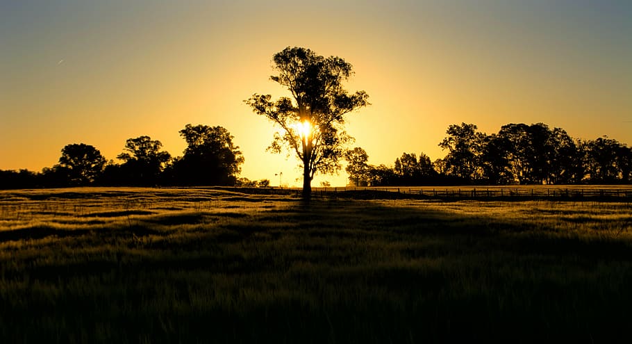 landscape, sunset, nature, tree, natural landscape, silhouette HD wallpaper