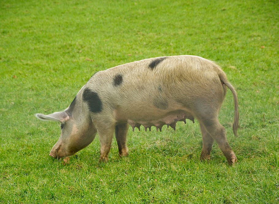 pork, sow, breeding, mammal, grass, animal themes, land, field HD wallpaper