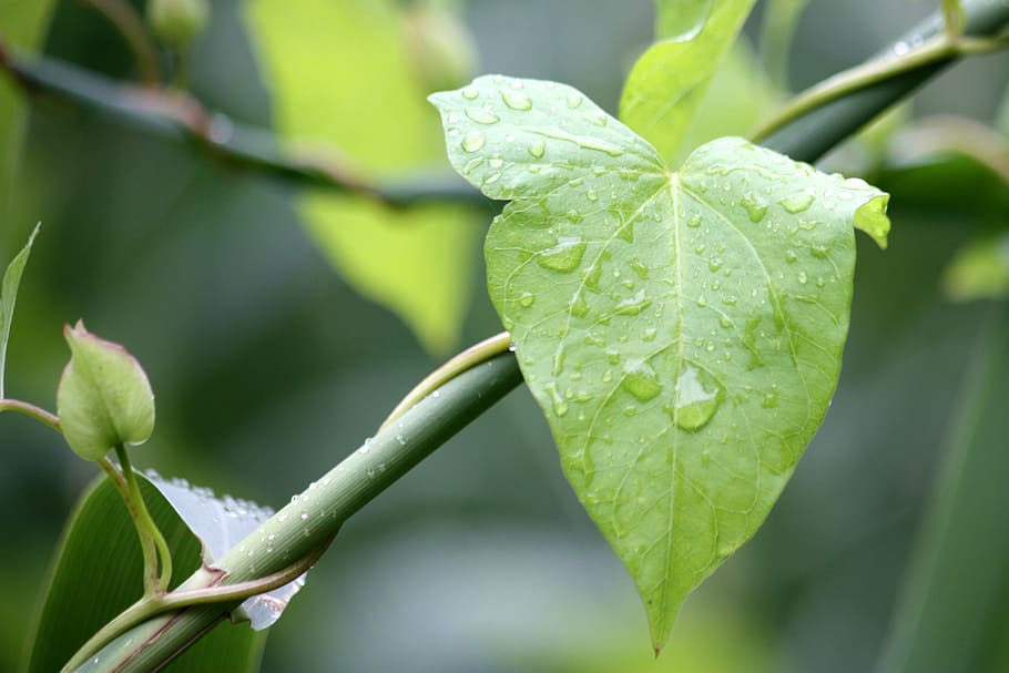 Sheet, Nature, Green, Rain, Plant, plants, vegetation, garden HD wallpaper