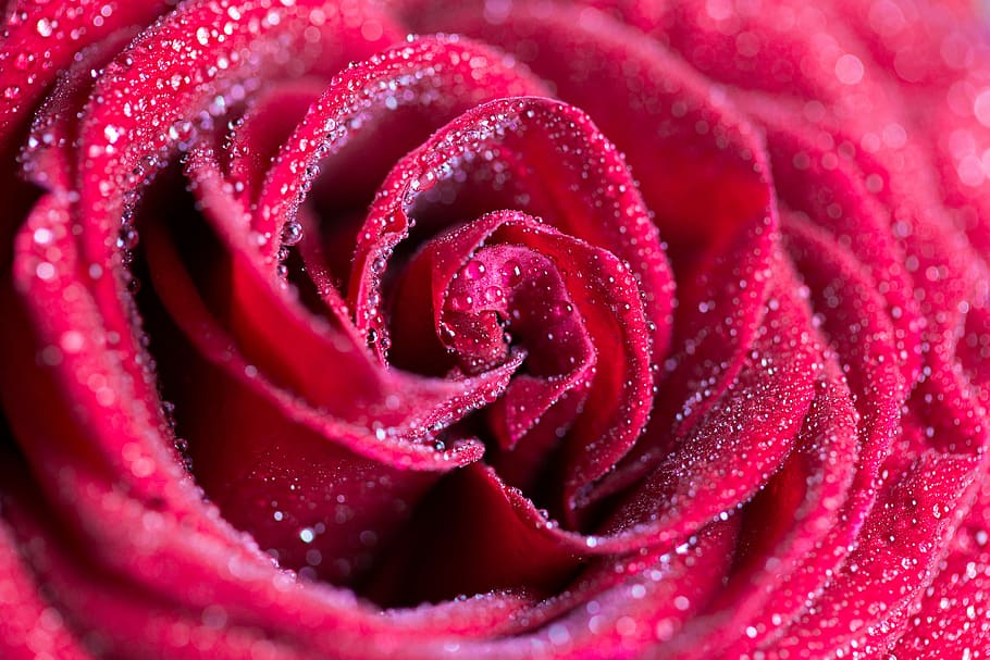 Red Rose with Drops Close Up, blooms, flowers, pattern, top, water