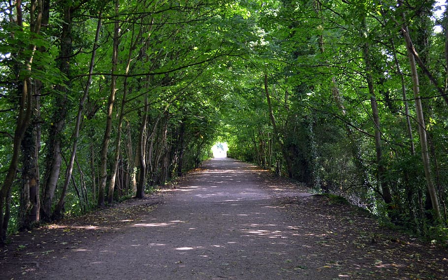trees, tunnel, path, light, the lake district, cumbria, england HD wallpaper