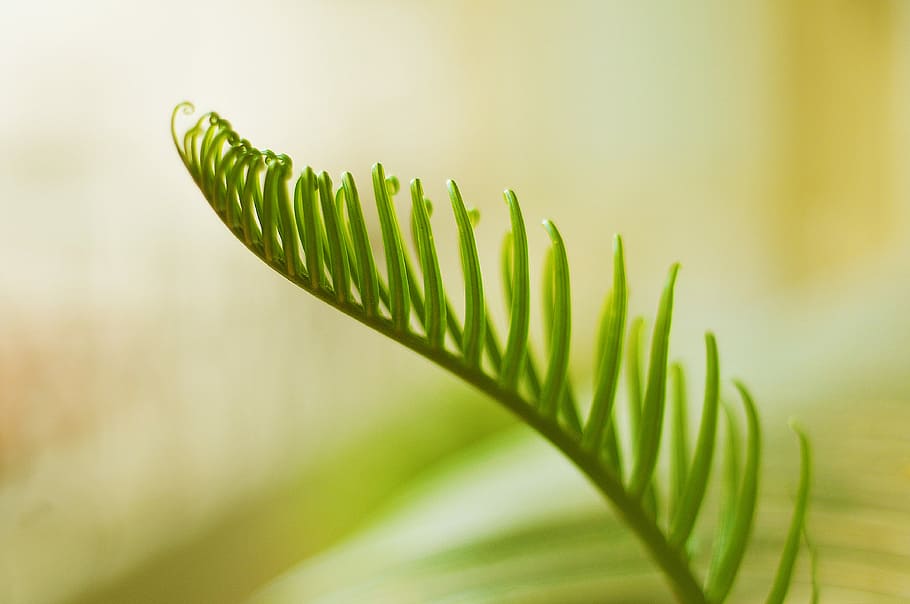 closeup photo of green leafed plant, frond, foliage, bush, tree HD wallpaper