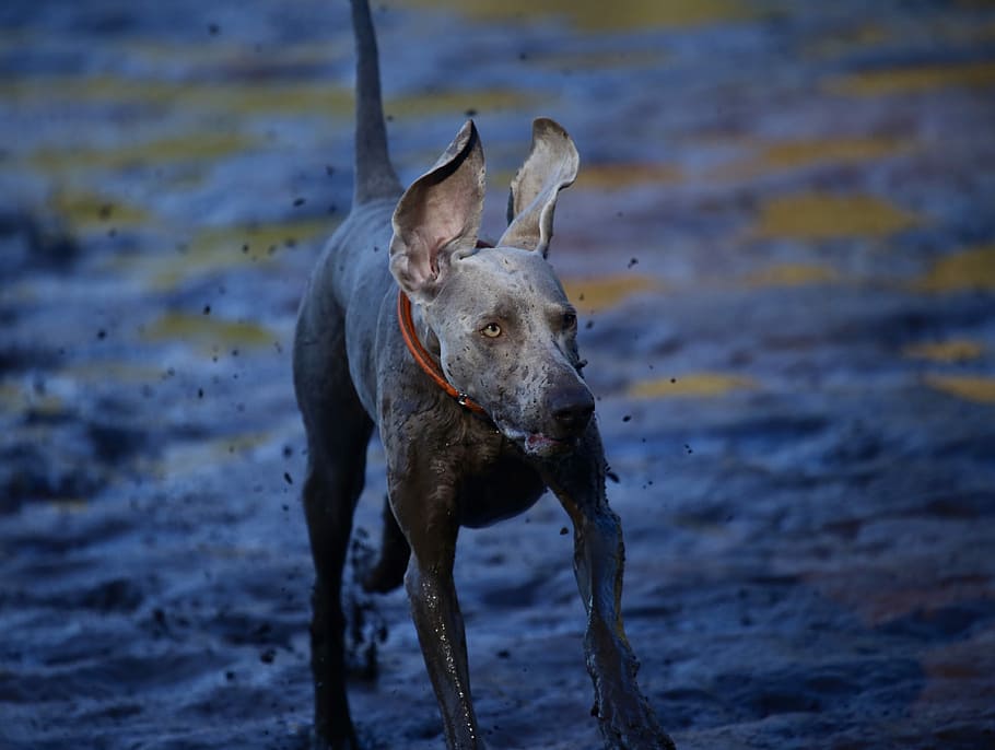 short-coated grey dog covered with mud, gray dog, running, splash HD wallpaper