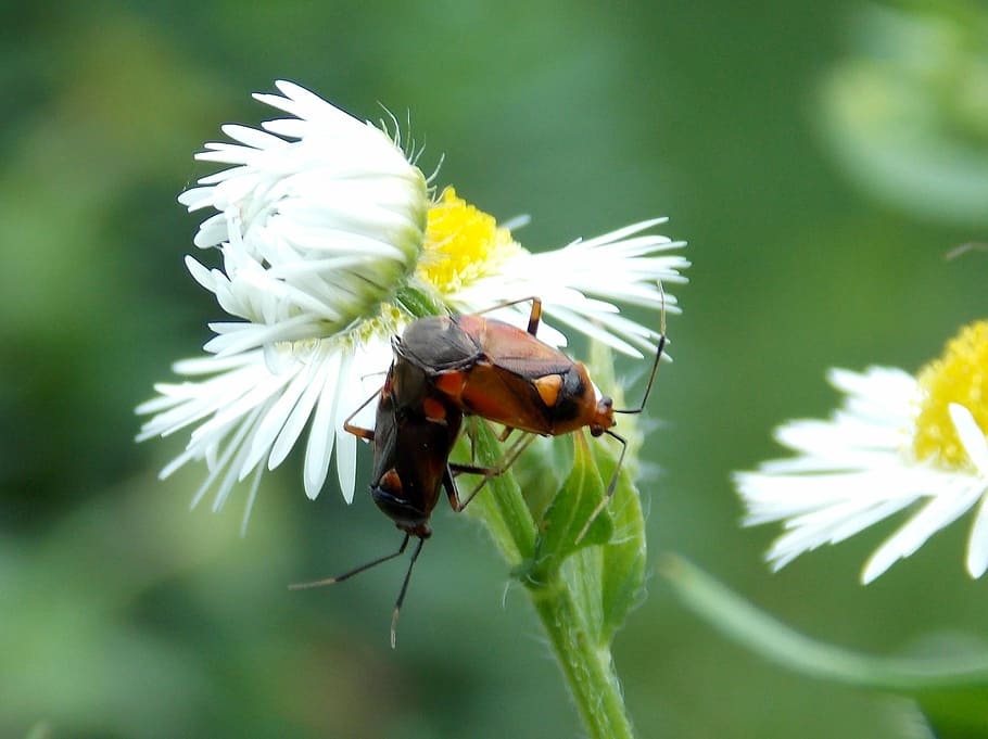 bugs, pairing, daisy, meadow, animals, flowers, insect, summer HD wallpaper