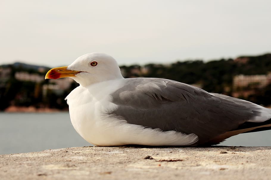 seagull, mediterranean, bird, animal themes, vertebrate, one animal HD wallpaper