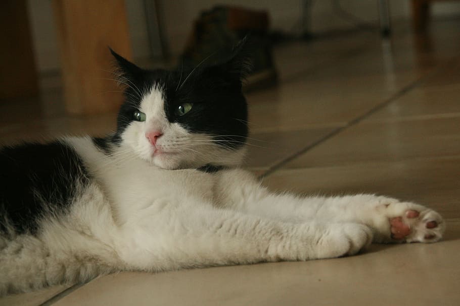 cats, animal, pet, cat face, animals, mammal, nature, sleep HD wallpaper