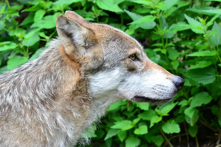 photo of short-coated tan wolf next to green leaf plant during daytime HD wallpaper