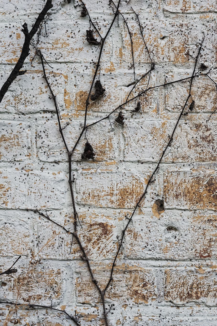 bricks, wall, vines, full frame, backgrounds, wall - building feature HD wallpaper