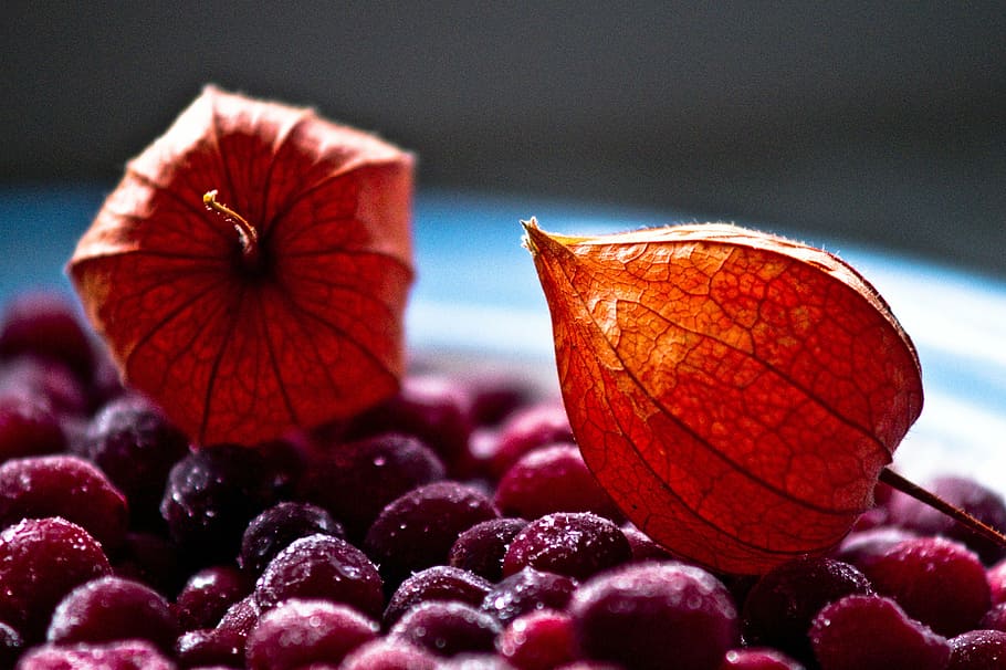winter, cranberry, tomatillo, composition, still life, berries HD wallpaper