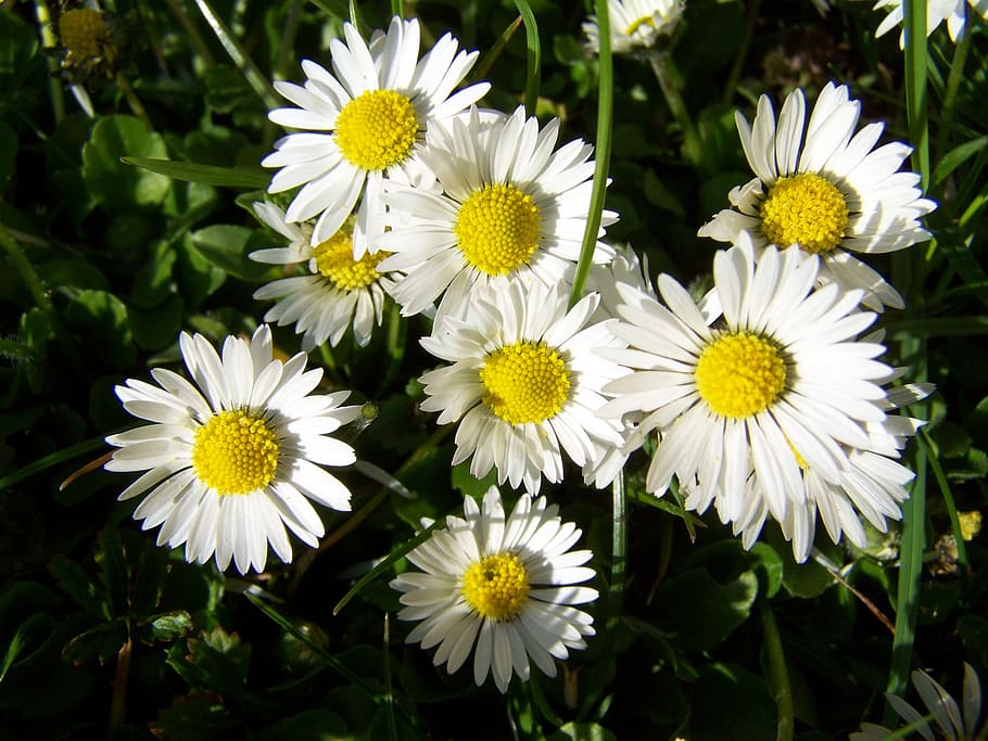 daisy, white, flower, flowering plant, fragility, vulnerability HD wallpaper