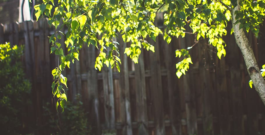 blur, branch, branches, bright, close-up, color, environment HD wallpaper