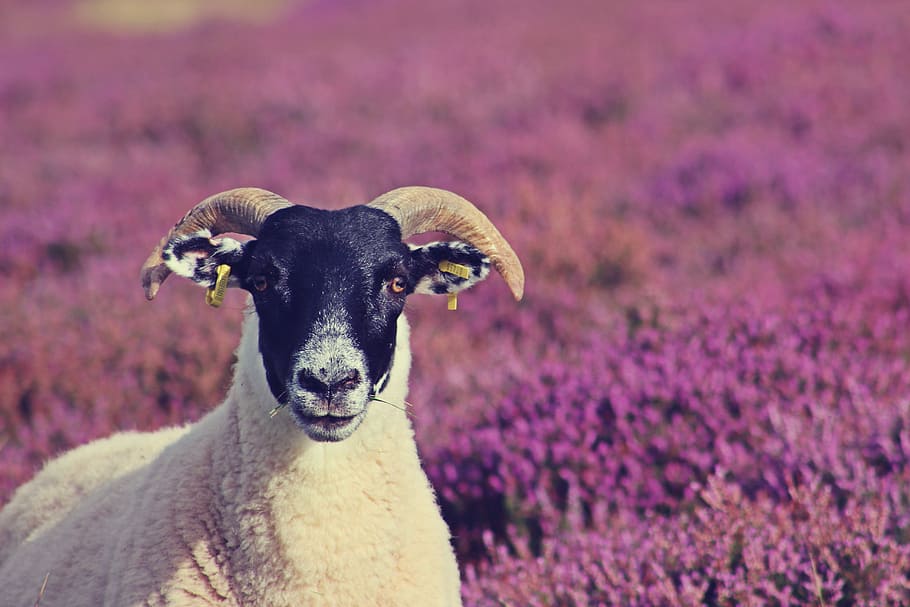 white and black goat on purple flower field, shallow focus photo of white and black goat HD wallpaper
