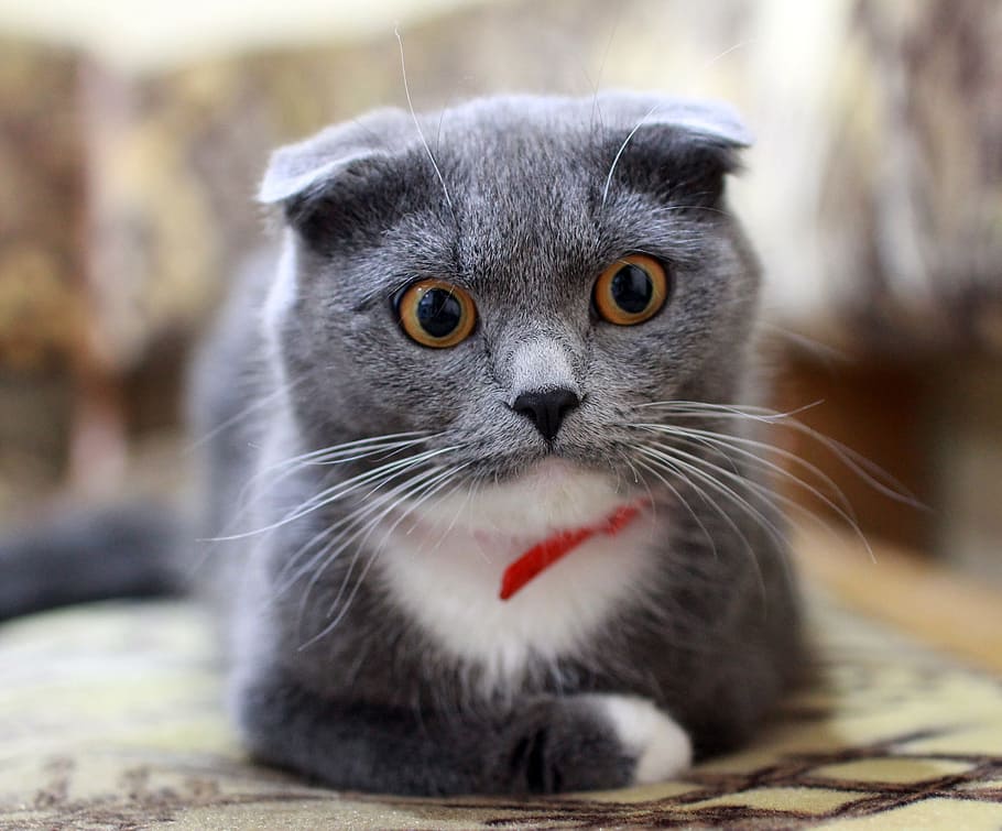 short-coated gray kitten, cat, british, british cat, fold, pets HD wallpaper