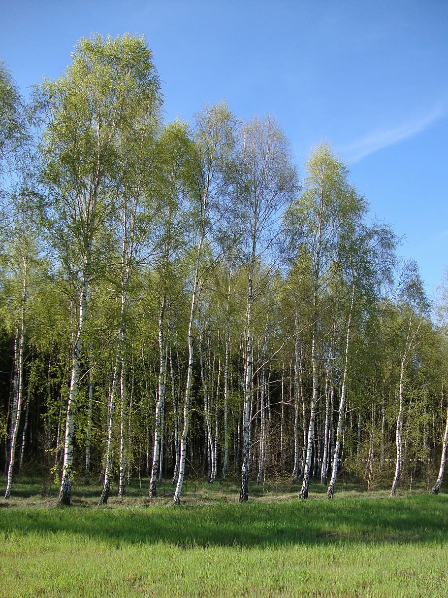 tree, forest, birch, nature, landscape, spring, plant, tranquility HD wallpaper