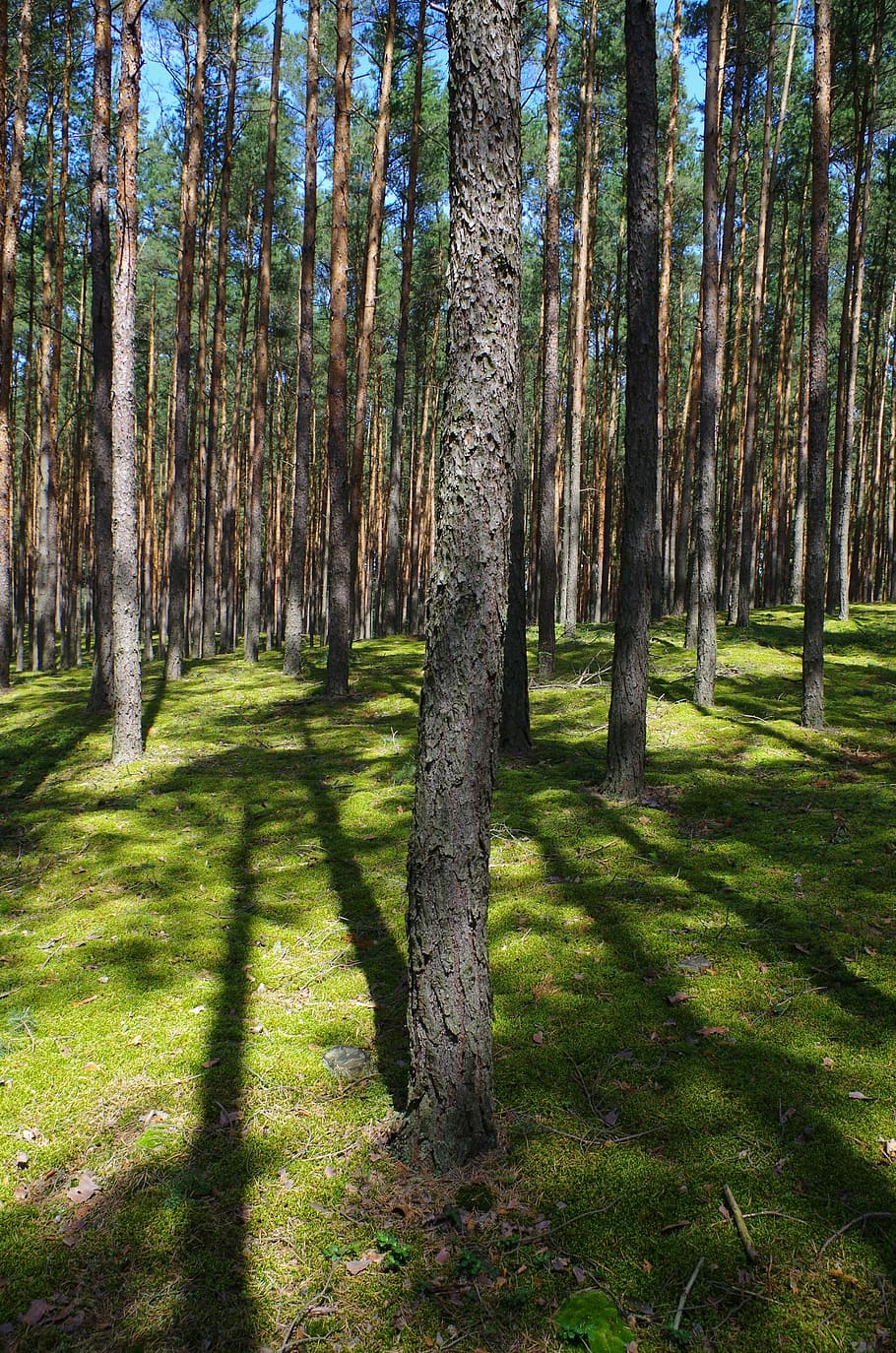 forest, nature, tree, plant, trunk, tree trunk, land, tranquility HD wallpaper